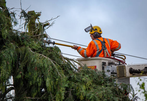 Professional Tree Care in Uhrichsville, OH
