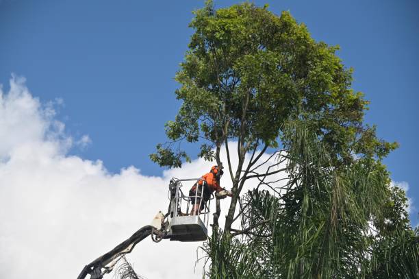 Best Stump Grinding and Removal  in Uhrichsville, OH